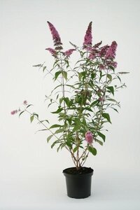 Buddleja davidii 'Pink Delight'