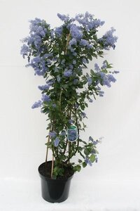 Ceanothus arboreus 'Trewithen Blue'