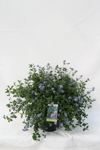 Ceanothus thyrsiflorus repens