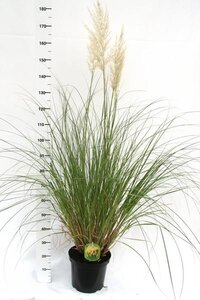 Cortaderia selloana 'Evita'