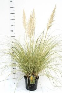 Cortaderia selloana 'Golden Goblin'