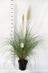 Cortaderia selloana 'Pumila'