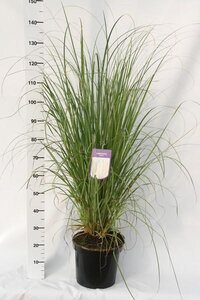 Cortaderia selloana