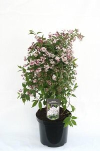 Deutzia purpurascens 'Kalmiiflora'