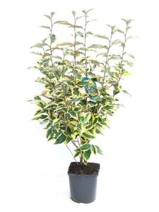 Elaeagnus ebb. 'Gilt Edge'