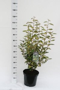 Elaeagnus ebbingei 'Limelight'