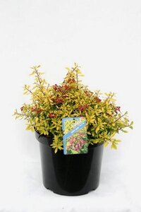 Escallonia 'Golden Carpet'®