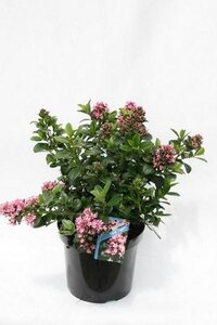 Escallonia laevis 'Pink Elle'®