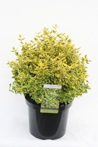 Euonymus fortunei 'Emerald 'n' Gold'