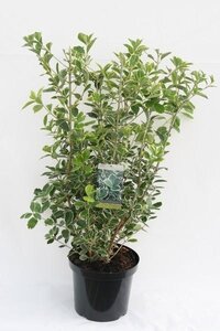 Euonymus japonicus 'Albomarginatus'