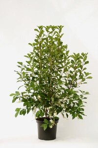 Hedera Helix arborescens 30-40 cm hoog, p3