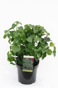 Hedera hibernica 'Arbori Compact'