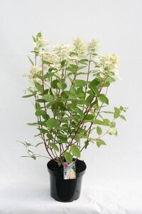 Hydrangea paniculata 'Early Sensation' ®