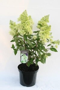 Hydrangea paniculata 'Grandiflora'