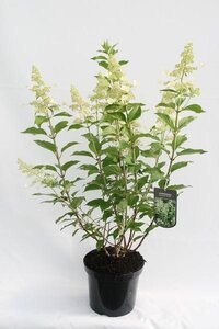 Hydrangea paniculata 'Kyushu'