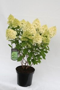 Hydrangea paniculata 'Limelight' ®