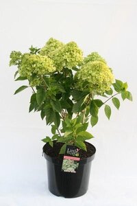 Hydrangea paniculata 'Little Lime´®