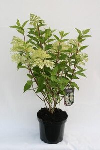 Hydrangea paniculata 'Phantom'