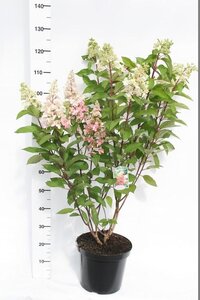 Hydrangea paniculata Pinky Winky ®