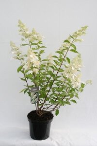 Hydrangea paniculata 'Tardiva'