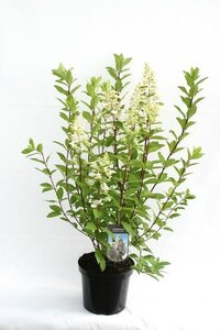 Hydrangea paniculata 'Unique'