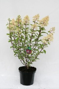 Hydrangea paniculata Vanille-Fraise