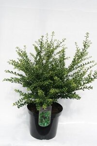 Ilex crenata 'Convexa'