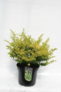 Ilex crenata 'Golden Gem'