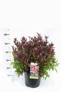 Leucothoe 'Zeblid'