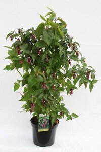 Leycesteria formosa