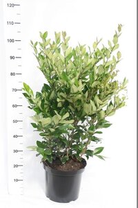 Ligustrum lucidum