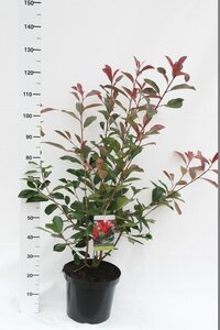 Photinia fraseri 'Red Robin'