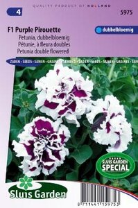 Petunia x multiflora - F1 Purple Pirouette