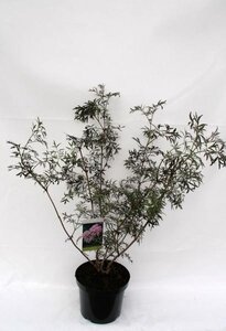 Sambucus nigra Black Lace ®