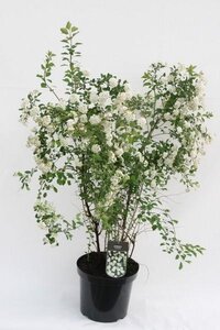 Spiraea vanhouttei