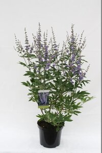 Vitex agnus-castus