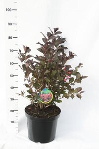 Weigela florida 'Alexandra' ®