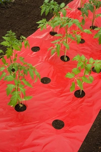 kweekfolie tomaten 0,95x10m - afbeelding 3