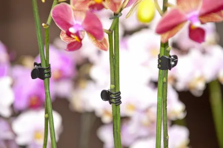 Orchidee Clips Zwart (10St.) - afbeelding 2