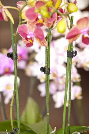 Orchidee Clips Zwart (10St.) - afbeelding 3