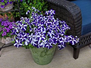 Petunia Grandiflore Tritunia Blue star  Blauw/ witte ster petunia