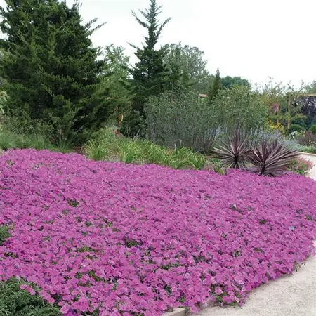 Petunia wave Lavender F1  Blauwe hangpetunia