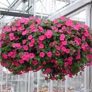 Petunia wonder wave   Roze F1 Hangpetunia