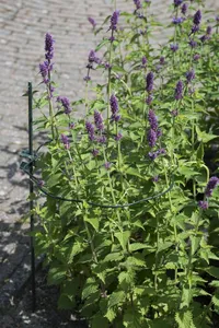 Plantensteun Rond Schulp Ø22Cm - afbeelding 2