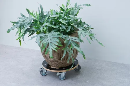 Planttrolley Hout Ø38Cm Zwart - afbeelding 2